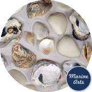 8099-P1 - Beach Mix Shells - Value Pack